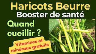 Haricots beurre riche en vitamine C magnésium jardinage maison la santé au jardin [upl. by Trip]