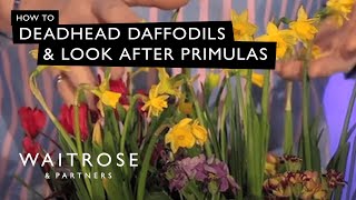 How To Deadhead Daffodils And Look After Primulas  Waitrose [upl. by Madeline]