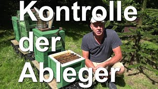 Kontrolle der Ableger  Apis mellifera sicula  erste Sizilianische Biene [upl. by Tanhya]