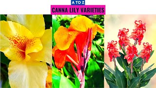 Canna Lily Varieties A to Z [upl. by Ioved186]