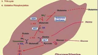 Transamination Biochemistry Amino Acid Metabolism Video Concepts  How to remember easily [upl. by Dario]