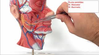 Sistema Digestório  Glândulas Salivares  Aula Prática [upl. by Netti11]