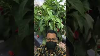 Mesin Panen Cabai agriculture farming chili [upl. by Azitram151]