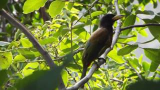 Great Barbet or Pihu Pihu [upl. by Kellda156]