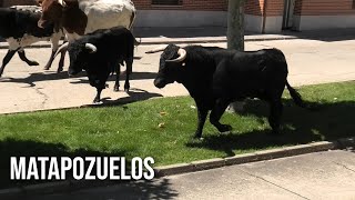 Matapozuelos 2024 Encierro con Toros Bravos [upl. by Euhsoj]