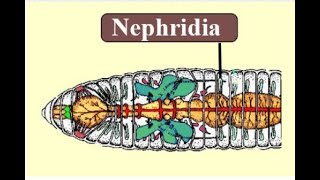 EXCRETION IN ANNELIDA NEREISEARTHWORM AND LEECH  PHYLUM ANNELIDA  STUDY ONLINE WITH VANSHIKA [upl. by Atonsah221]