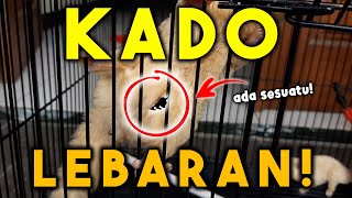 WAKTU LEBARAN CEK KANDANG SUGAR GLIDER AKU TERNYATA ADA INI [upl. by Elah]