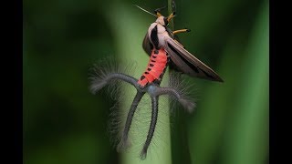 creatonotos gangis un insecto con aspecto de otro mundo ver para creer 20102017 [upl. by Ahseym]