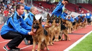 SchäferhundeWM im Auestadion Kassel mit George Foreman [upl. by Erialb]