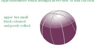 Development of Frog or Toad Cleavage in Fertilized Egg [upl. by Casia]