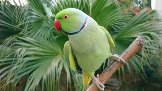 Natural Parrot Sounds Compilation  Amazing Parrot Chirping Sounds  Natural Parrot Voices [upl. by Dario]