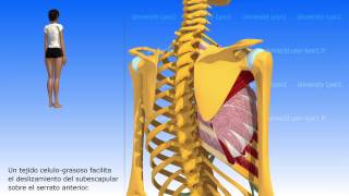 Articulación escapulo torácica [upl. by Nosredna]