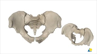 Pelvis  Sacroiliac Joint and Pubic Symphysis Disruption  Reduction and Fixation Methods [upl. by Garrott690]