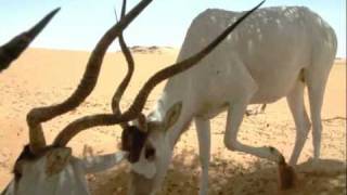 Addax in the Sahara Desert [upl. by Nonnaehr361]