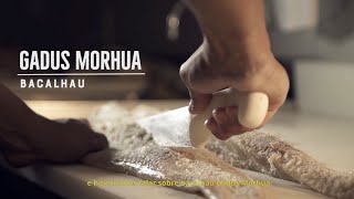 Bacalhau Gadus Morhua [upl. by Rivard464]