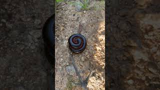 See how millipedes rolling their bodies for protection shorts viralshorts millipede [upl. by Leverett]