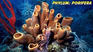 Phylum porifera  sponge Class 11 Animal Kingdom [upl. by Joses]