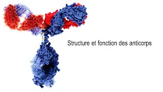 SVT  COURS  La structure et la fonction des anticorps [upl. by Sukramed]