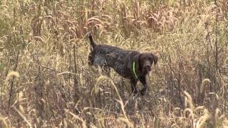 Upland Gundog Association Hunt Tests [upl. by Granese]