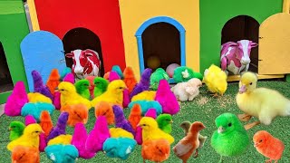 Ayam Lucu ayam warna warni ayam rainbow kelinci lucu bebek lucu ikan koi Hewan Lucu [upl. by Hobey]