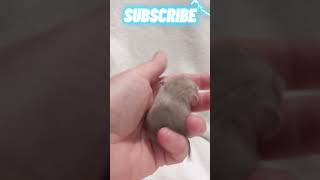 Cute baby rat or crazy frogs  Cute baby animals rat animallover cuteanimals [upl. by Alyekahs]