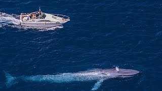 The Biggest Sea Creature  Blue Whale  Best Documentary 2017 [upl. by Anital]