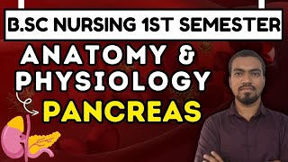 pancreas  anatomy amp physiology  bsc nursing 1st semester 2024  pancreas anatomy and physiology [upl. by Jackqueline]