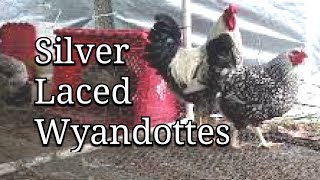 Silver Laced Wyandotte Chickens [upl. by Mckinney562]