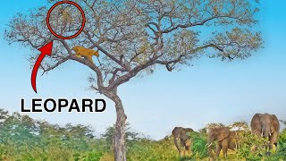 Elephants Save Leopard From Lions in Tree [upl. by Elleinaj682]