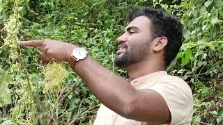 Cuscuta a parasitic plant ಪರಾವಲಂಬಿ ಸಸ್ಯ ಕಸ್ಕೂಟ [upl. by Malvia]