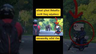 මුලු පාරම වහගත්ත මින්නේරියේ සද්දන්තයා😳🐘shorts shortvideo elephant attack viral views asmr [upl. by Falcone]