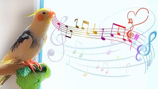 Happy Cockatiel Singing and Dancing 🦜cockatiel singing training 🌿 [upl. by Refinne]