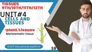 unit4 cells and tissues  plant tissue  meristematic tissue [upl. by Den428]