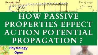 Passive electrical properties of membrane  electrotonic and saltatory conduction [upl. by Alios646]