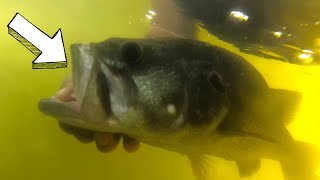 HEAVY Cover PUNCHING for BASS on Lake GUNTERSVILLE [upl. by Osana]