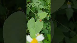 Syrphid Fly Mesembrius sp 食蚜蠅 梅生蚜蠅屬 [upl. by Ahola]