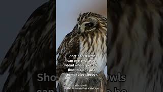 Shorteared Owls Are Skilled Actors owls birdbehavior birds [upl. by Attenov]