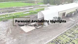 Perennial Availability Highlights Week of 56 [upl. by Riada]