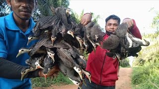 dahuk pakhikora pakhihash pakhibog dhora fadwaterhen dahuk bird trap hunting [upl. by Roque990]