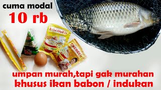 UMPAN BABON INDUKAN IKAN MAS murah cuma 10 ribu rupiah  silahkan buktikan sendiri [upl. by Bearnard]