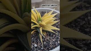 Haworthia Limifolia Variegated VideshiGardening Haworthia succulents Limifolia [upl. by Bendicty310]