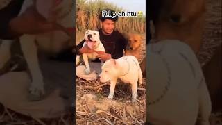 ritik dog kennel chintu rip [upl. by Lesak]