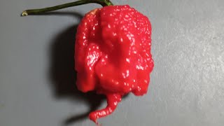 Carolina Reapers 🔥ghostpepper carolinareaper food [upl. by Mis437]