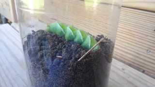 Tobacco Hornworm burying itself in the dirt [upl. by Dinny]