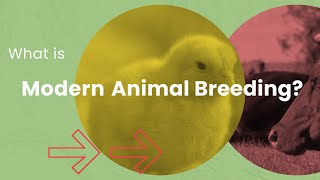 What is Modern Animal Breeding [upl. by Prem754]