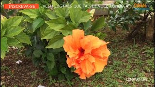 VEJA O VIDEO  PLANTAS LINDAS FLORES COLORIDAS IMAGENS GRAVADAS NUM JARDIM ESPECIAL [upl. by Allene54]