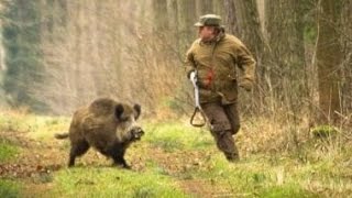 Excellent hunting for wild boar video collection of good shots [upl. by Januisz]