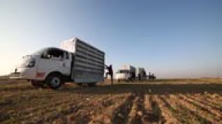 Pigeon racing makes comeback in Mosul [upl. by Duwe]