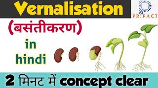 Vernalisation in plants  Plant growth and development  बसंतीकरण vernalisationin hindi Biology [upl. by Leuqer]