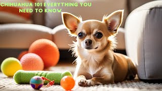 Chihuahua 101 Everything You Need to Known [upl. by Vania]